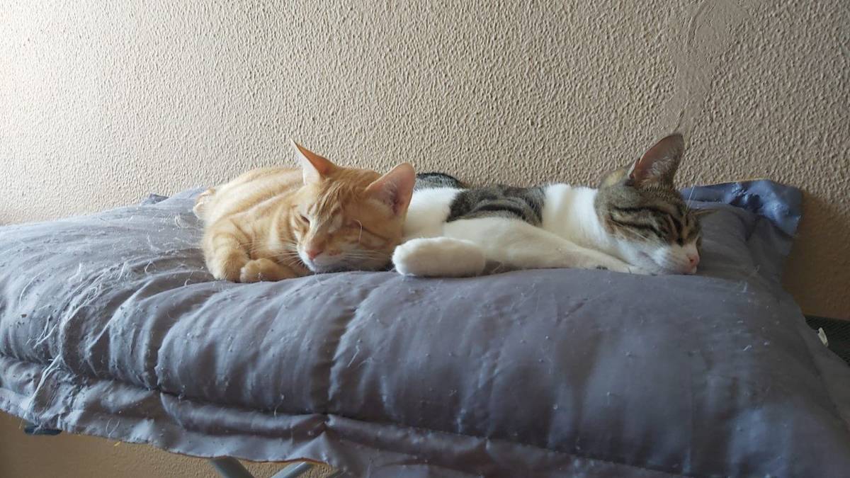 Sora - G1450 Sora - G1450