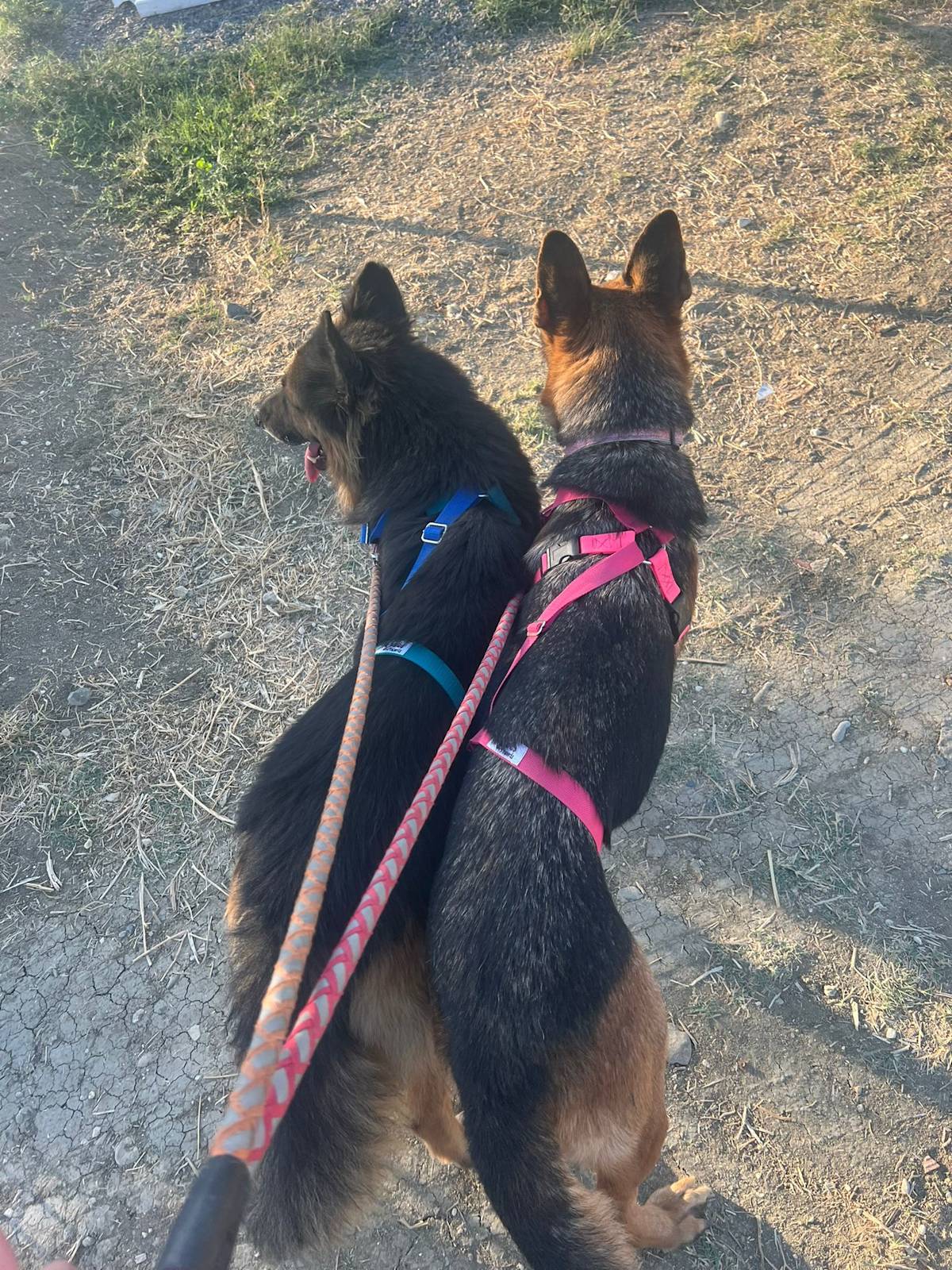 Lucky - 30682 Lucky - 30682