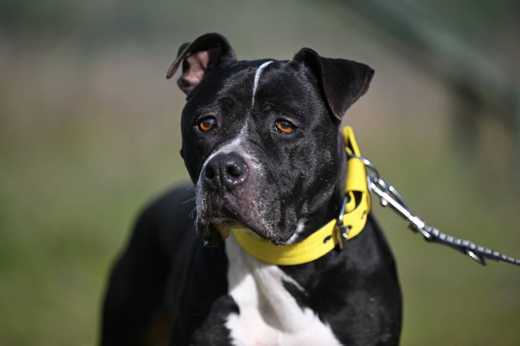 Narcos - 24650 Narcos - 24650