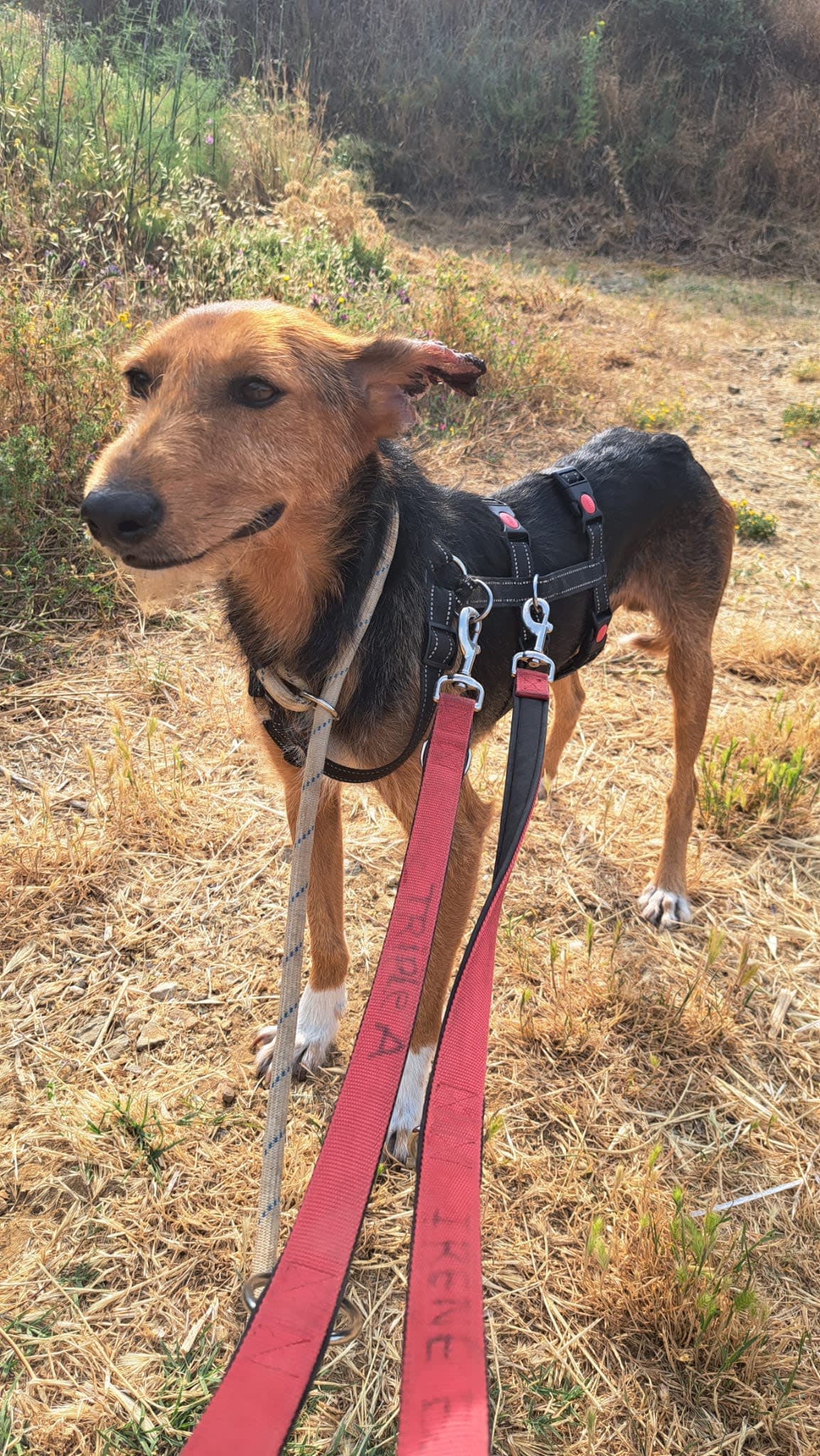 Fritzi - 31265 Fritzi - 31265