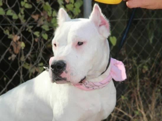 Alexa - 28951 Alexa - 28951