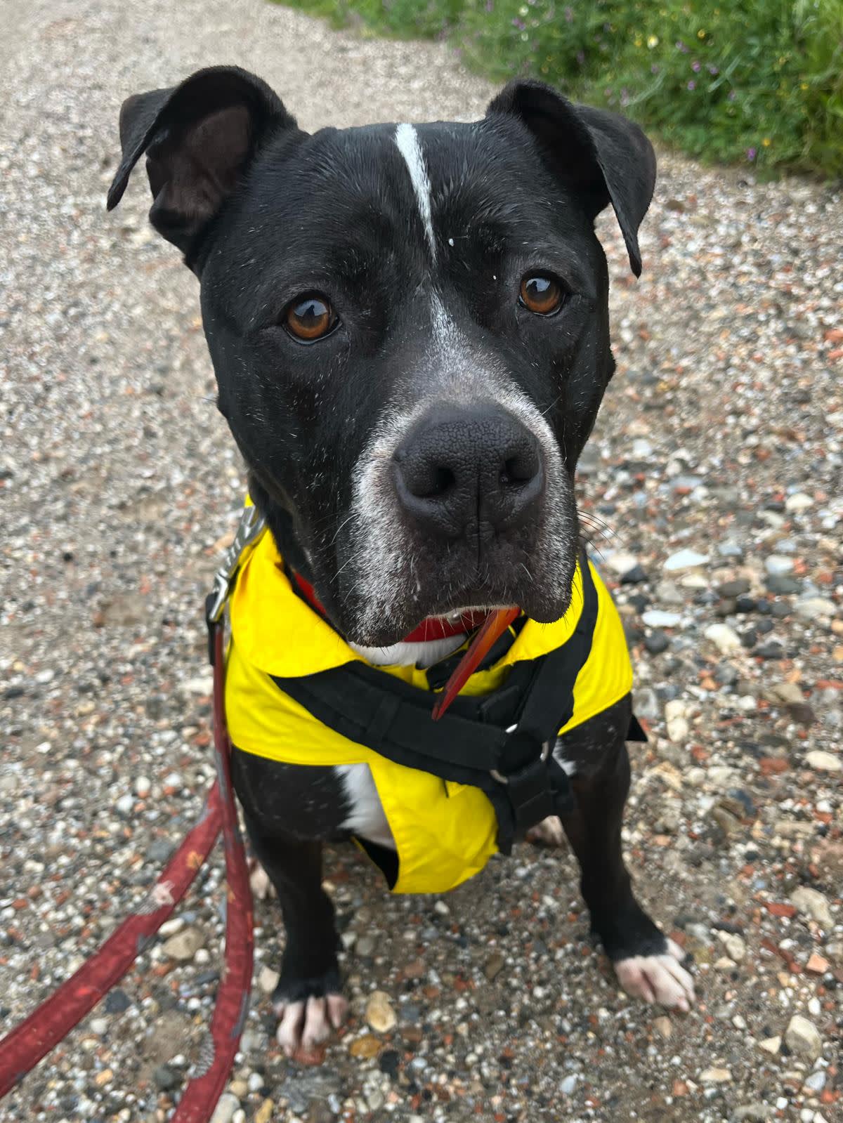 Narcos - 24650 Narcos - 24650