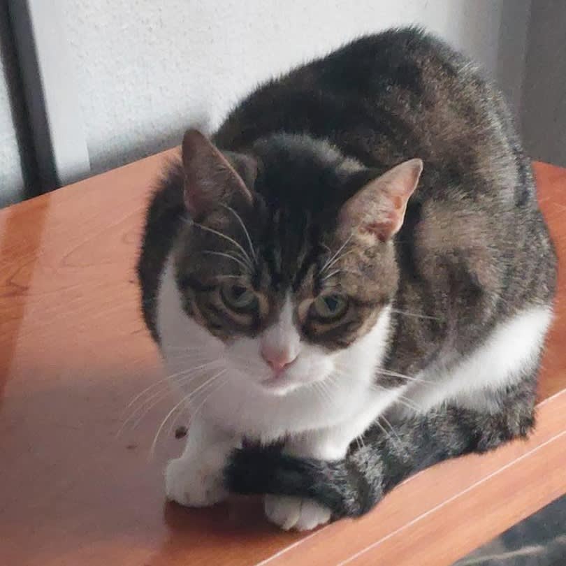 Sora - G1450 Sora - G1450