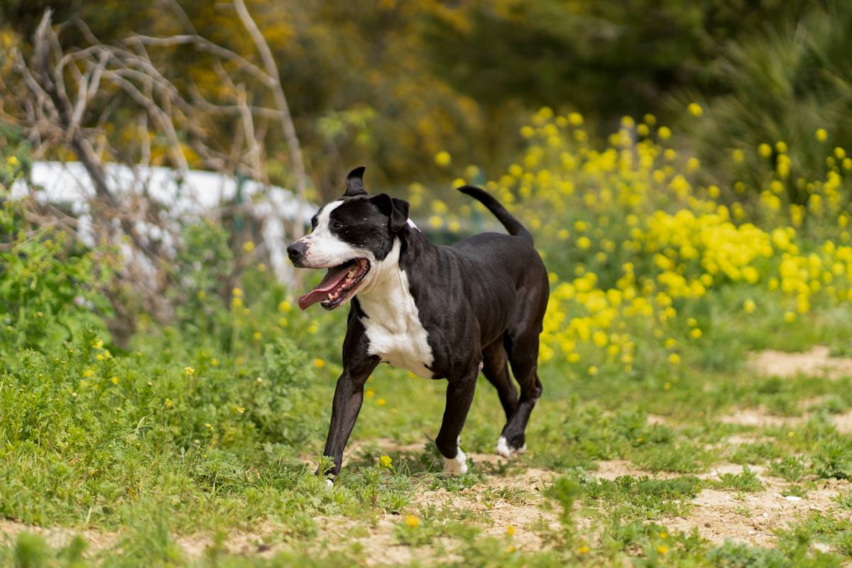 Bipo - 23282 Bipo - 23282