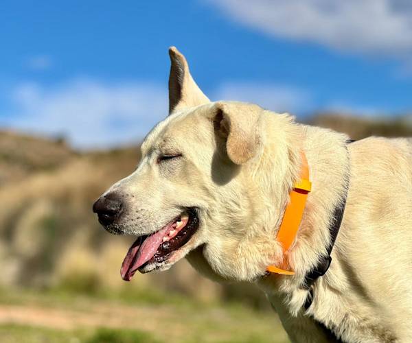 Aspen Aspen