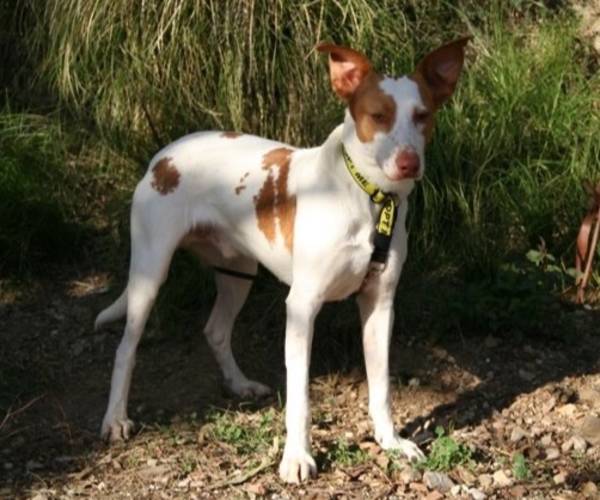 Luno Podenco Luno Podenco