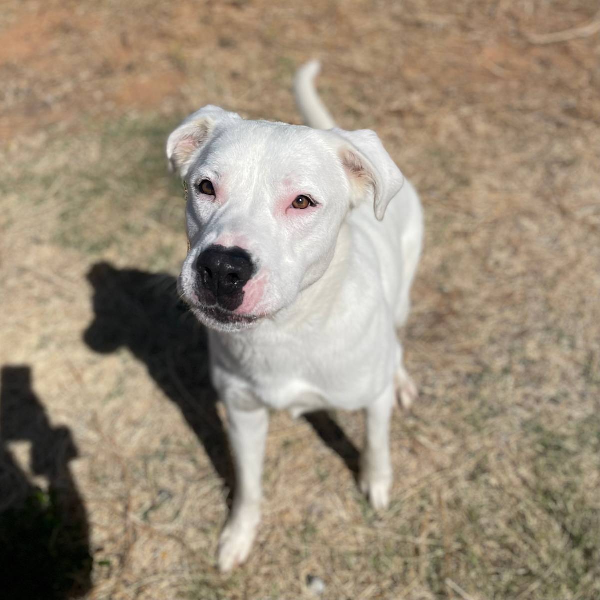 Wilson - 29753 Wilson - 29753