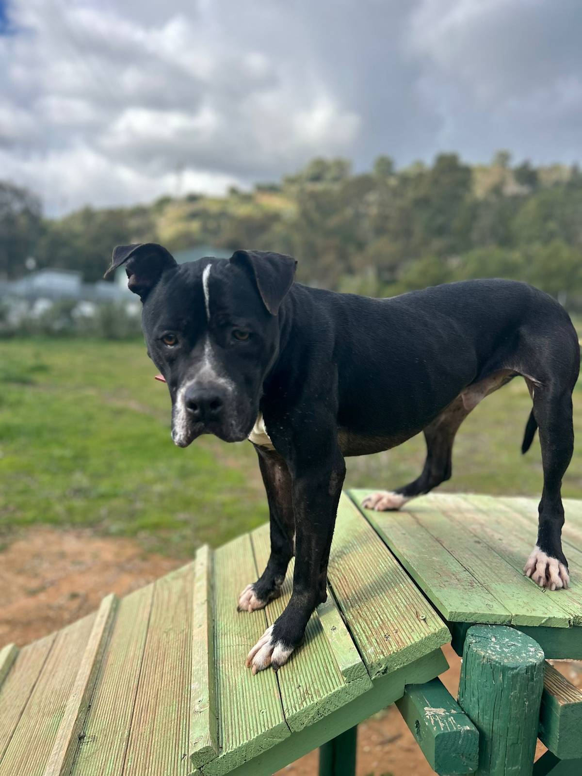 Narcos - 24650 Narcos - 24650