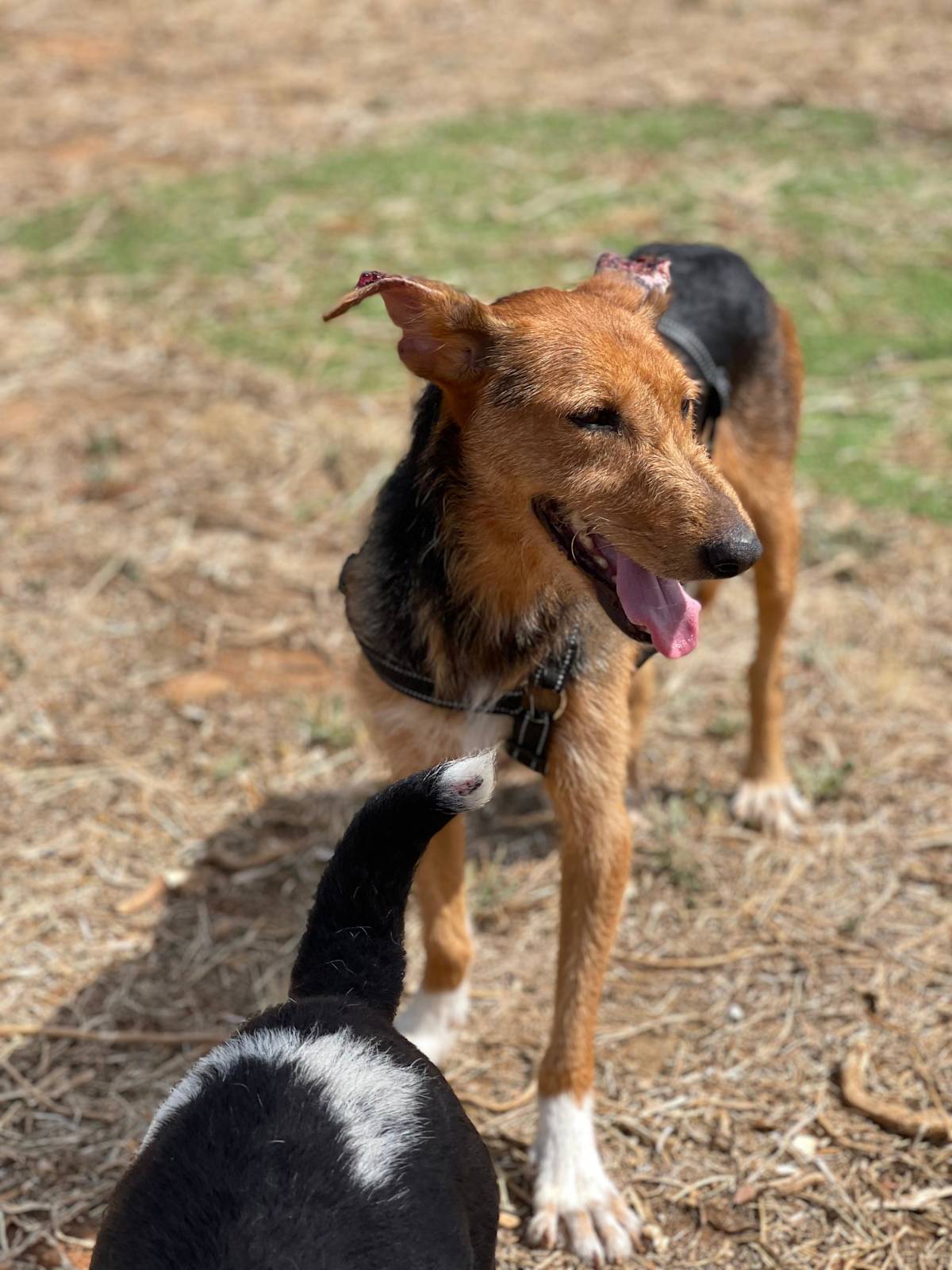 Fritzi - 31265 Fritzi - 31265