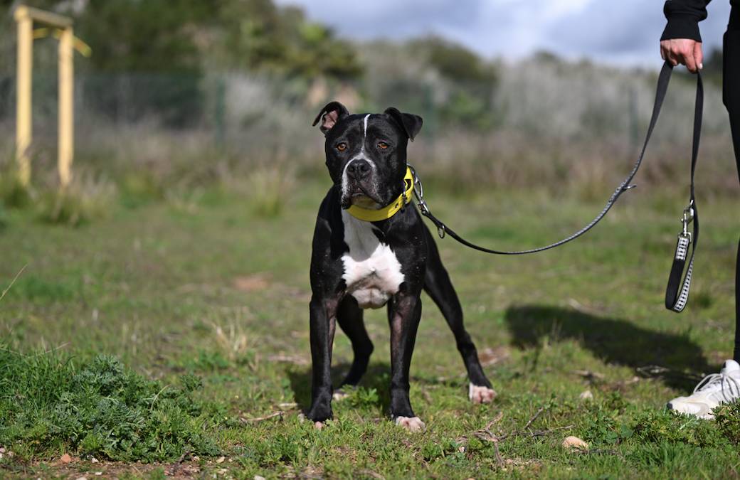 Narcos - 24650 Narcos - 24650