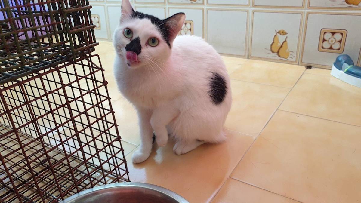 Corazon - G901 Corazon - G901