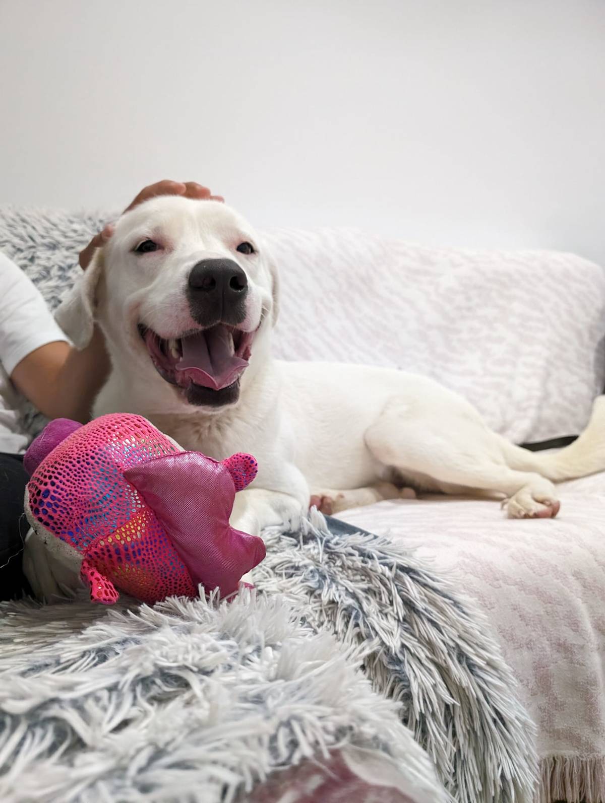 Wilson - 29753 Wilson - 29753