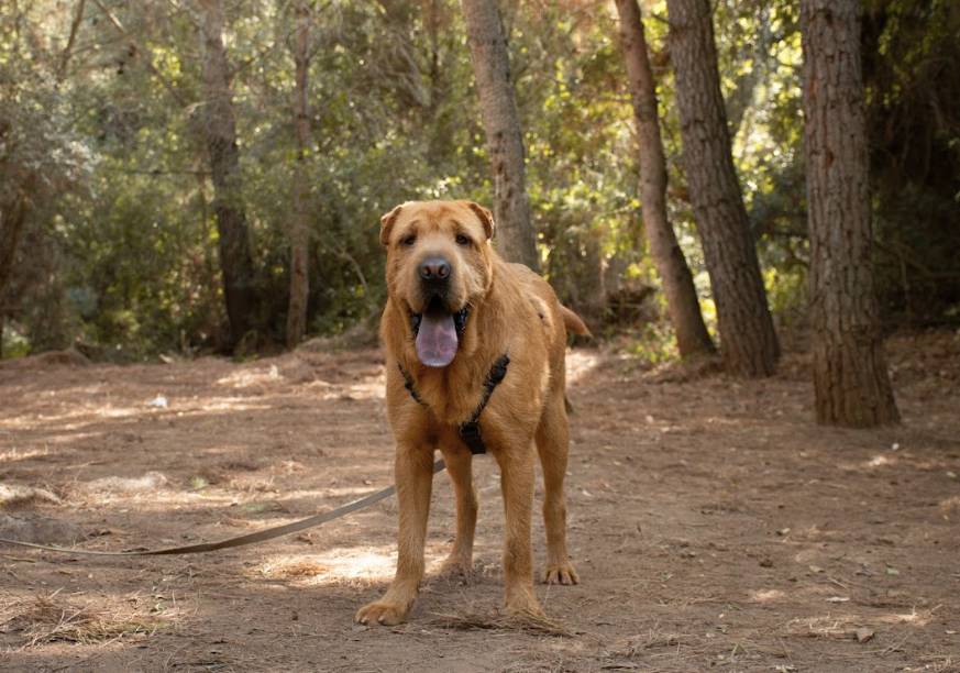 Gingie - 29028A Gingie - 29028A