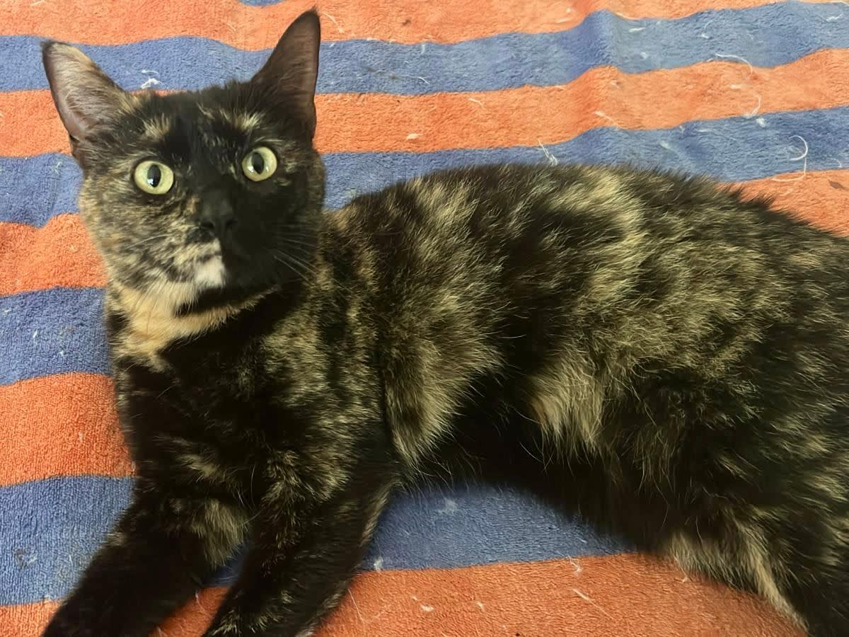 Almendra - 2352 Almendra - 2352