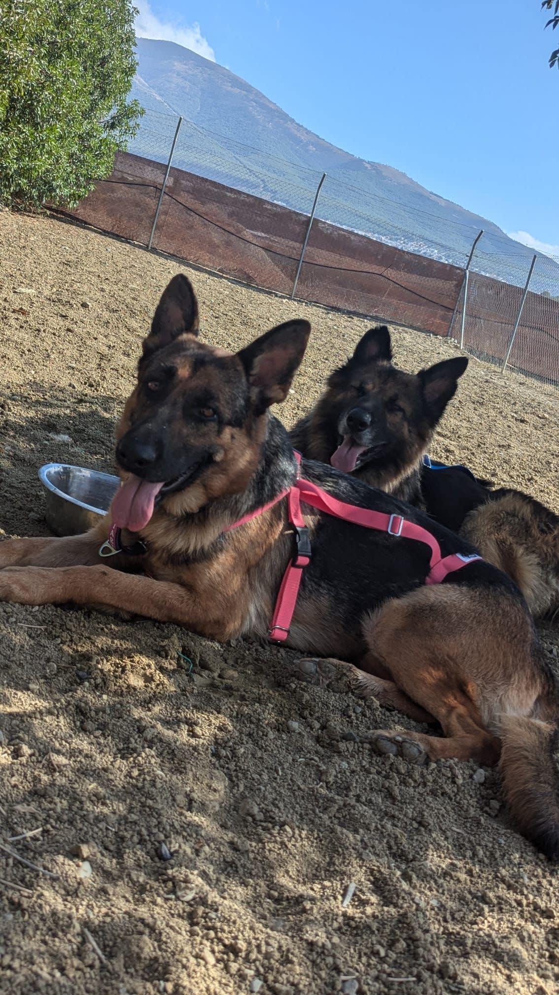 Lucky - 30682 Lucky - 30682