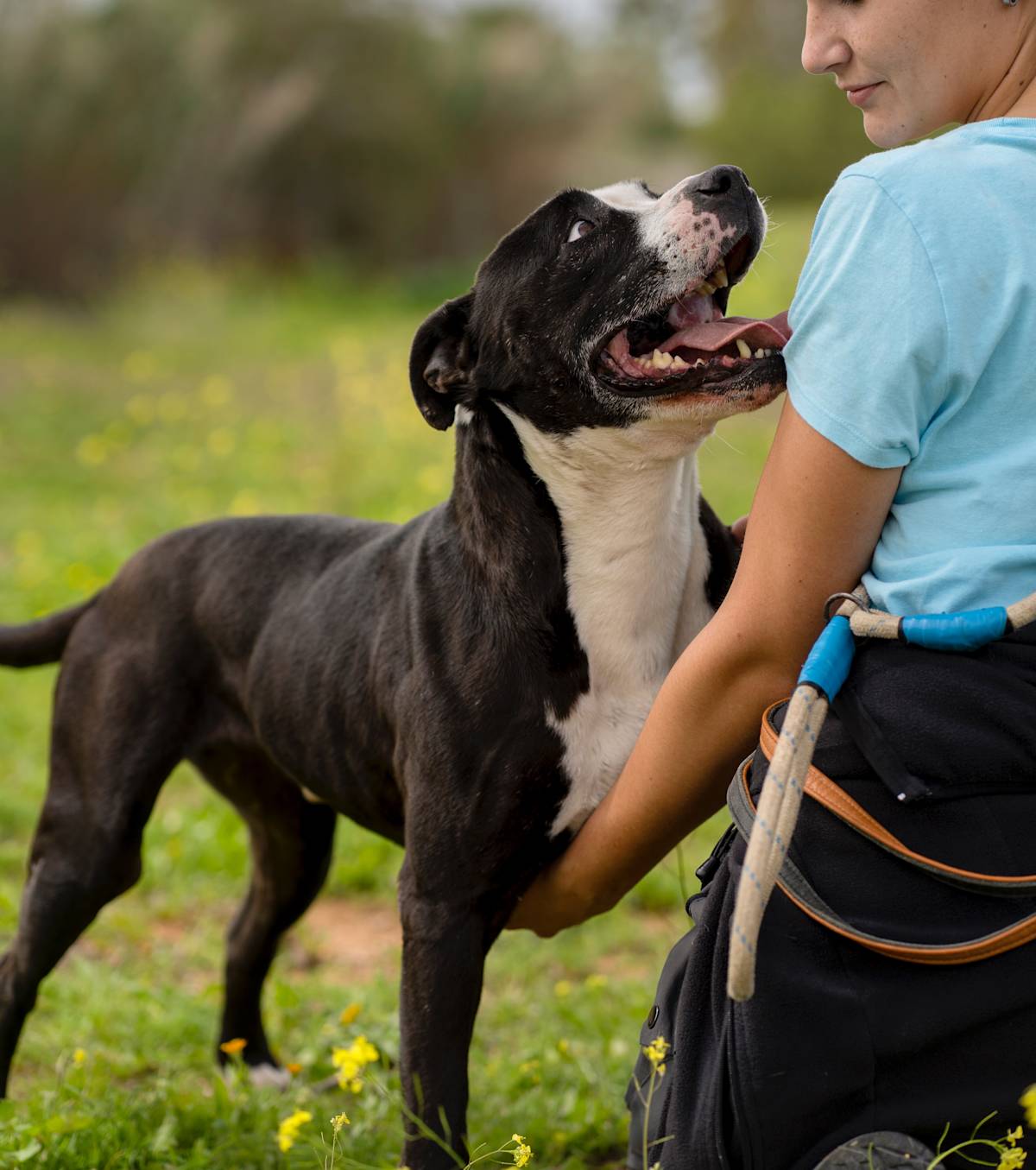 Bipo - 23282 Bipo - 23282