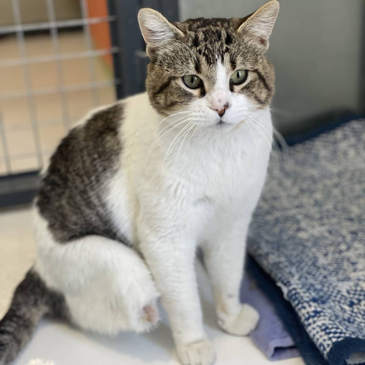 Beany - G30357 Beany - G30357