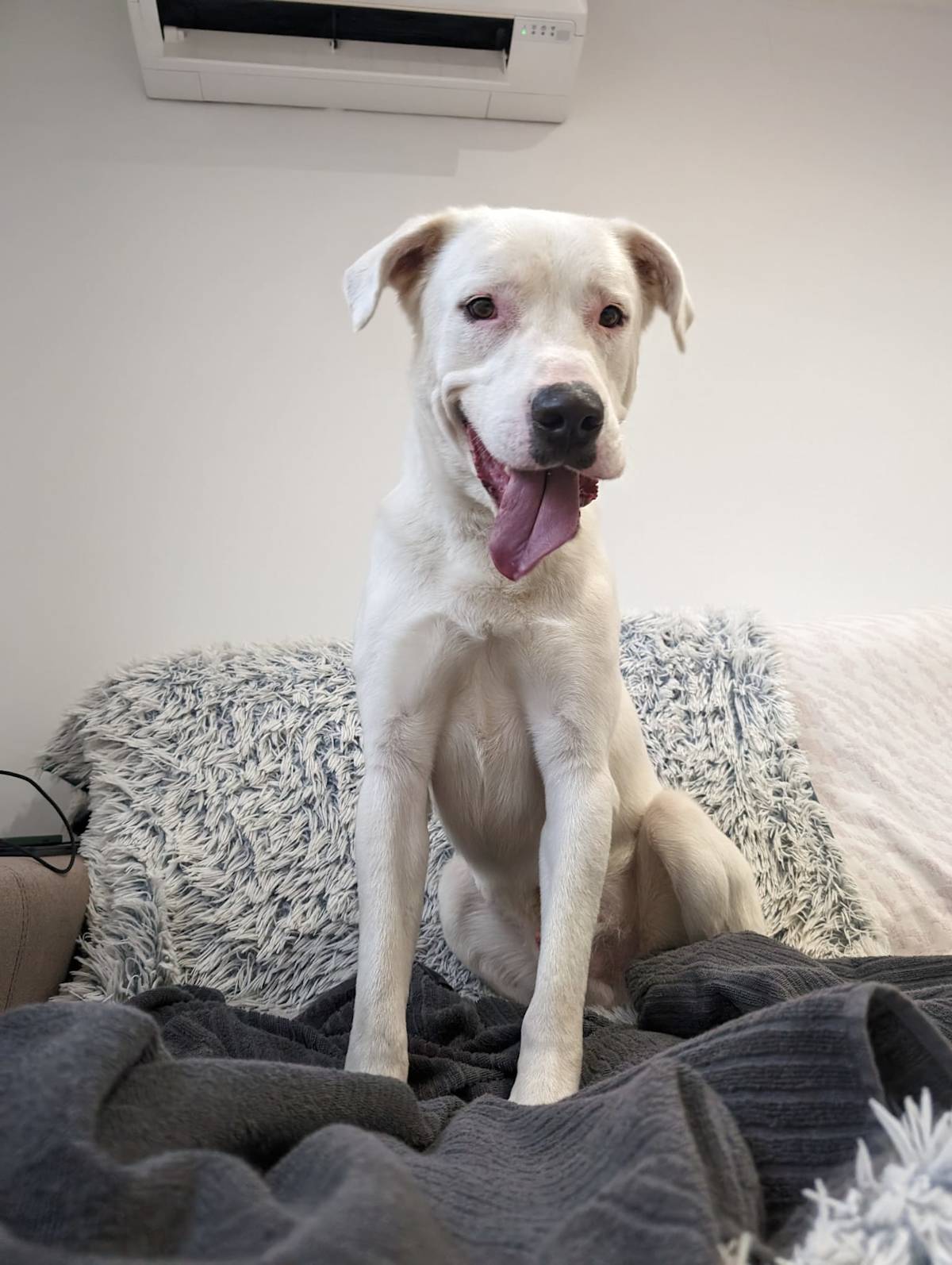 Wilson - 29753 Wilson - 29753