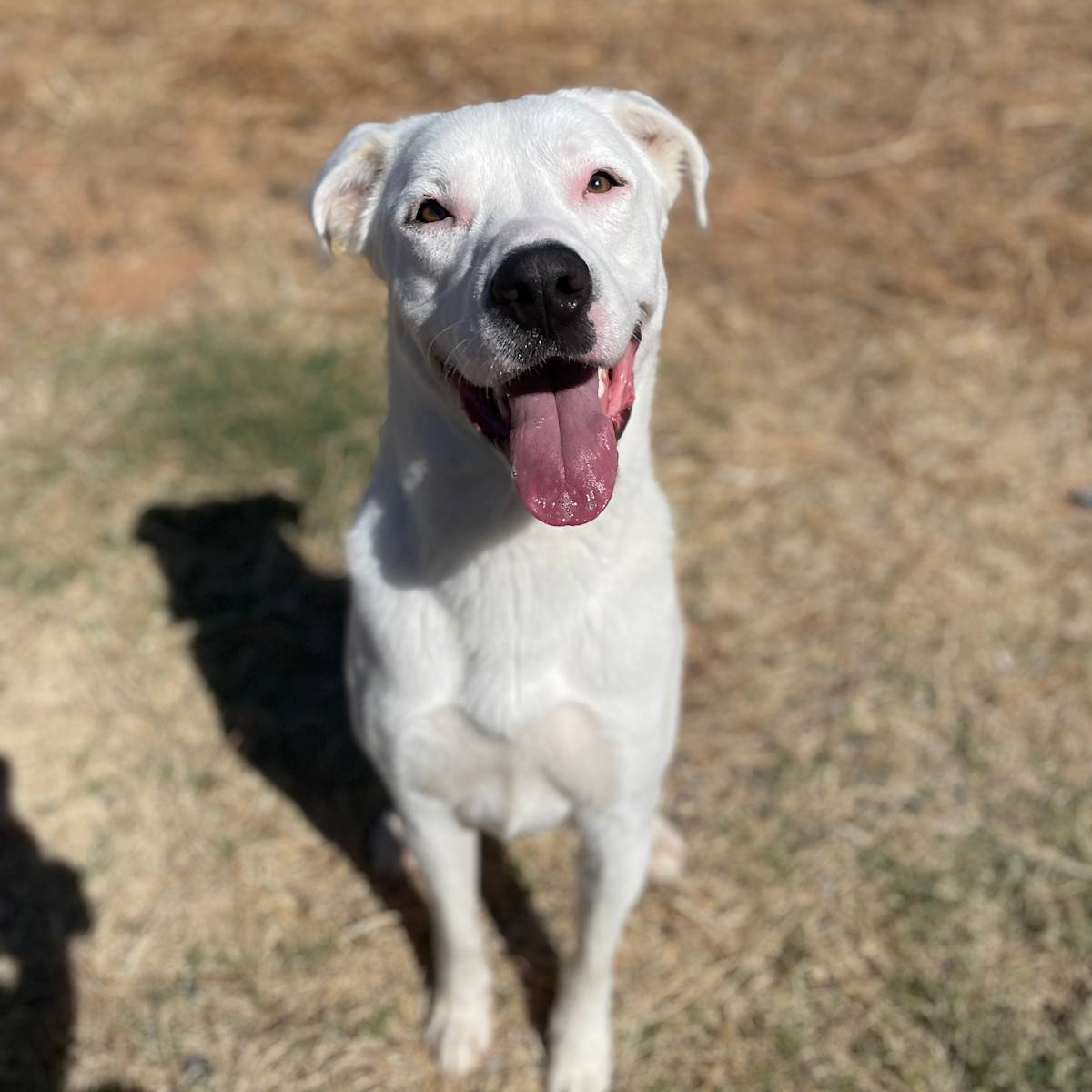 Wilson - 29753 Wilson - 29753