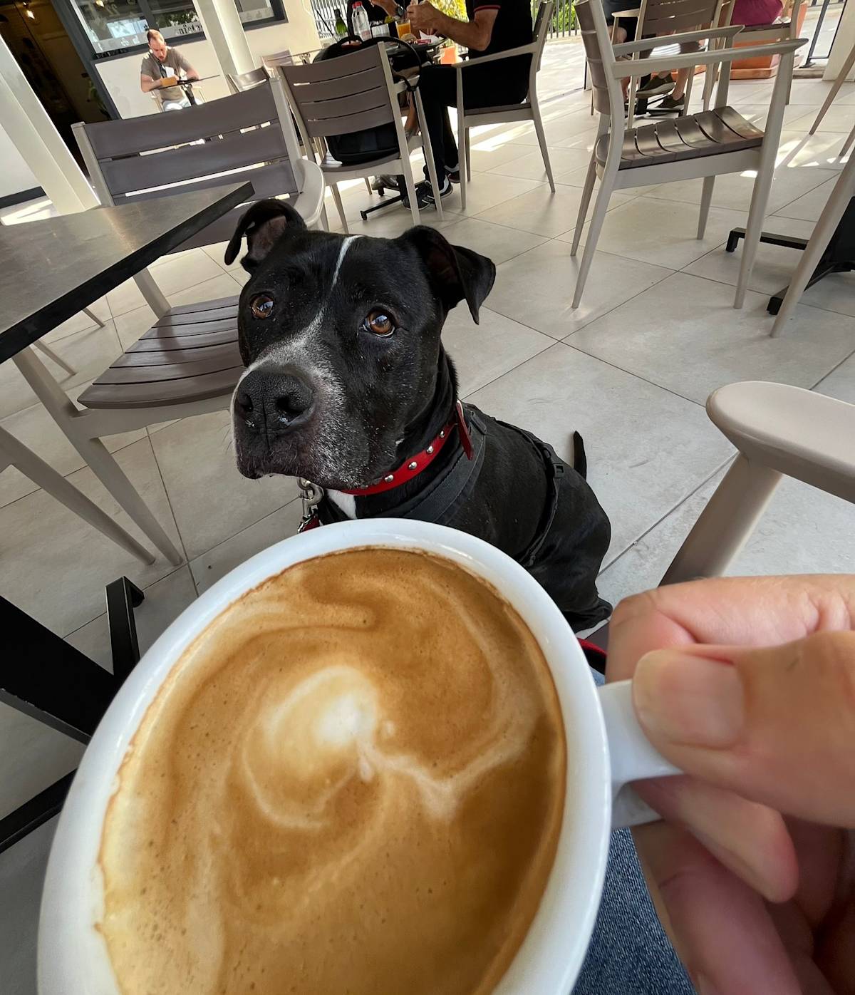 Narcos - 24650 Narcos - 24650