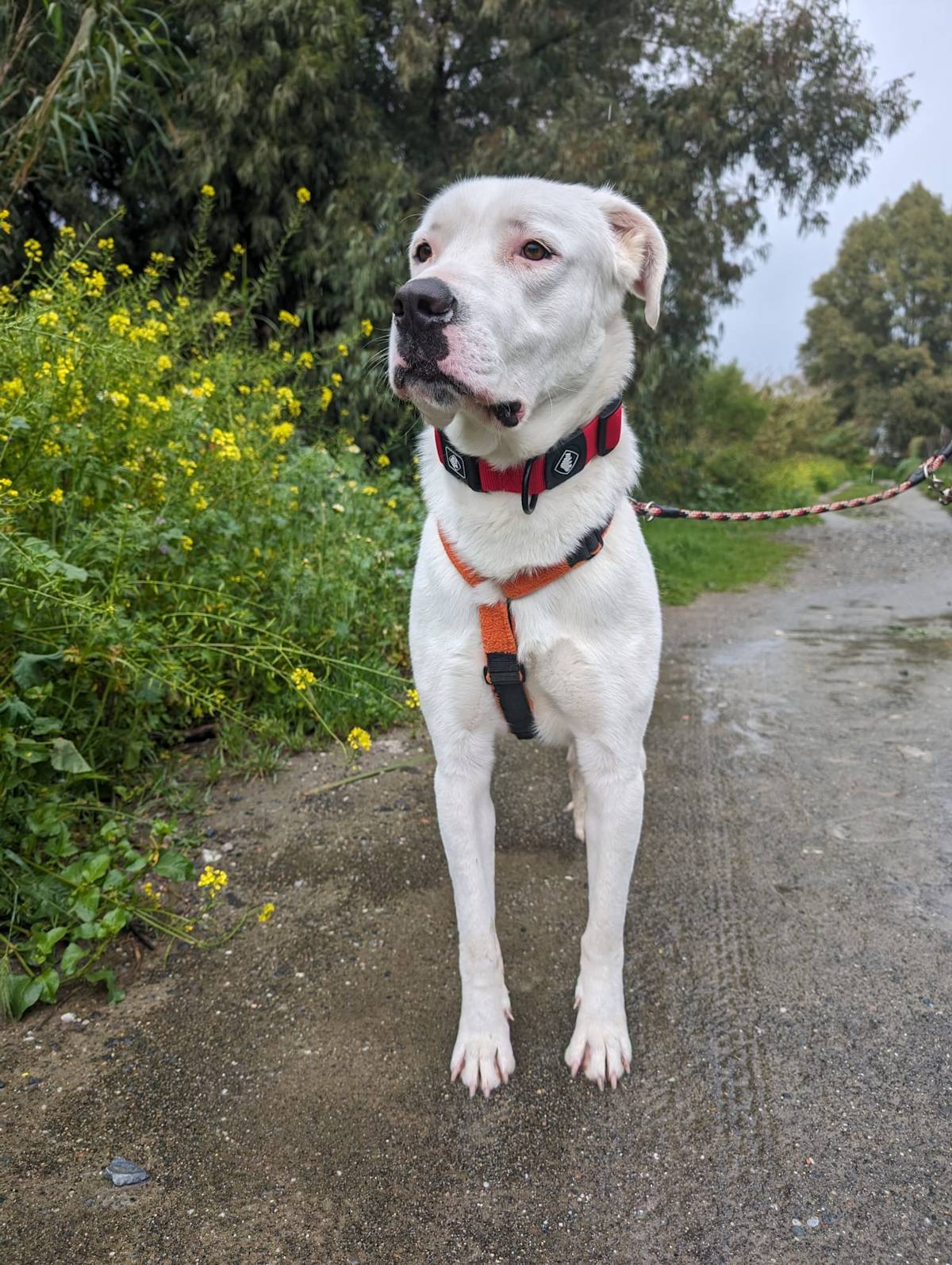 Wilson - 29753 Wilson - 29753