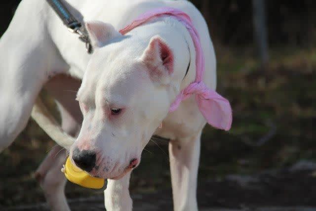 Alexa - 28951 Alexa - 28951