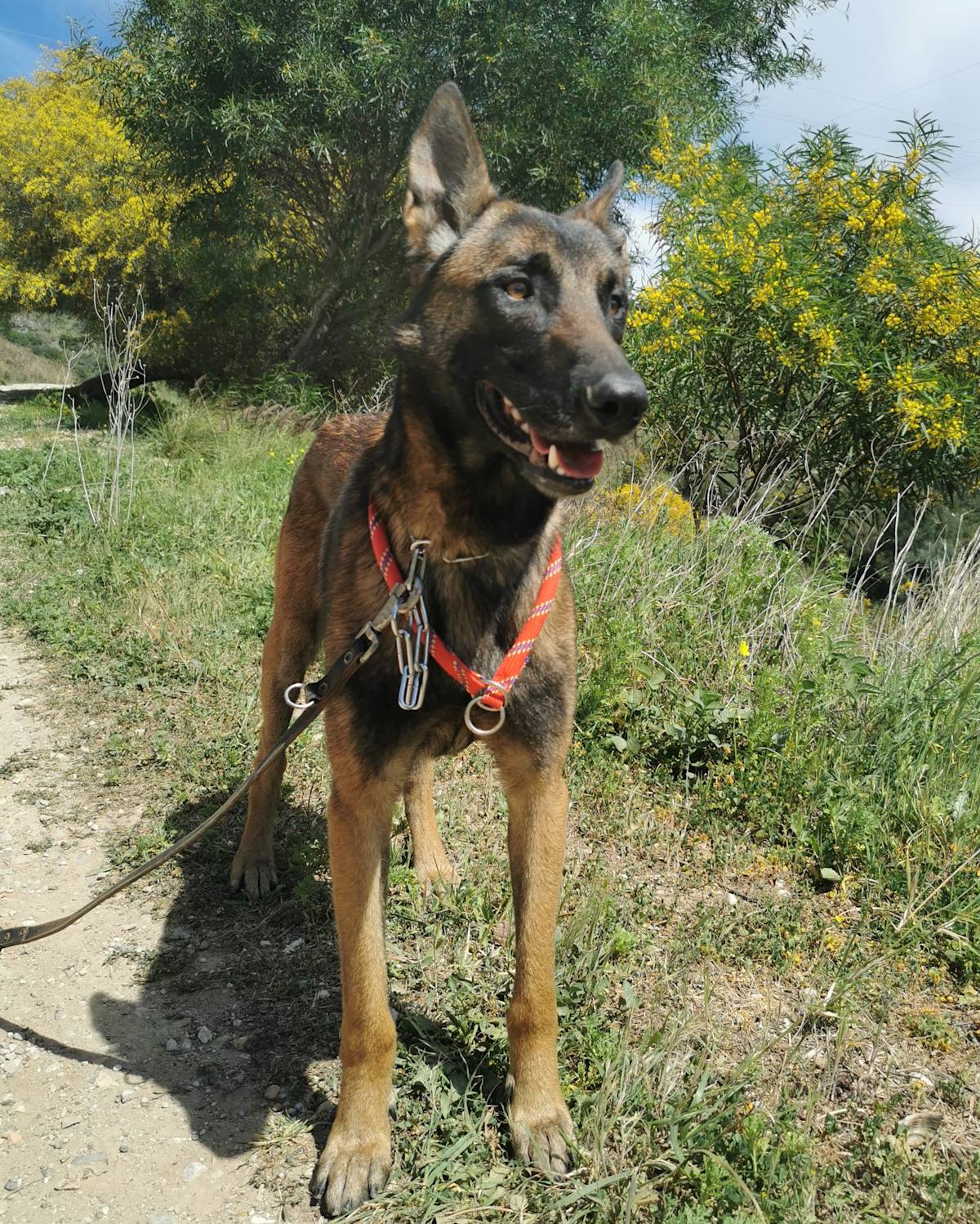 Bruce - 29206 Bruce - 29206