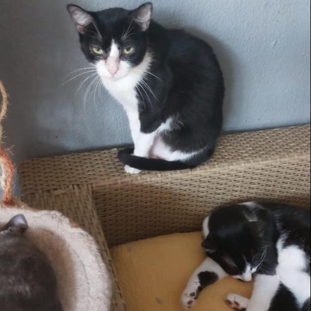 Olimpia - G1057 Olimpia - G1057