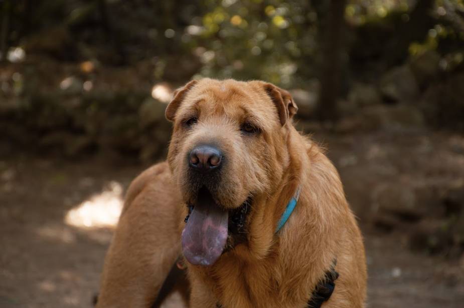 Gingie - 29028A Gingie - 29028A