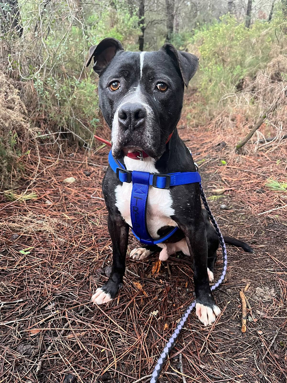 Narcos - 24650 Narcos - 24650