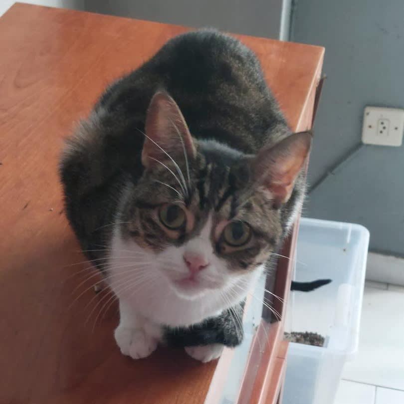 Sora - G1450 Sora - G1450