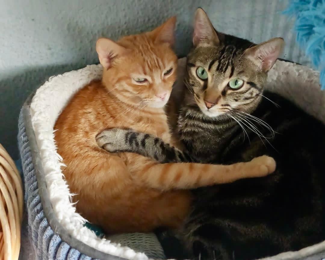 Sultan - G27595C Sultan - G27595C