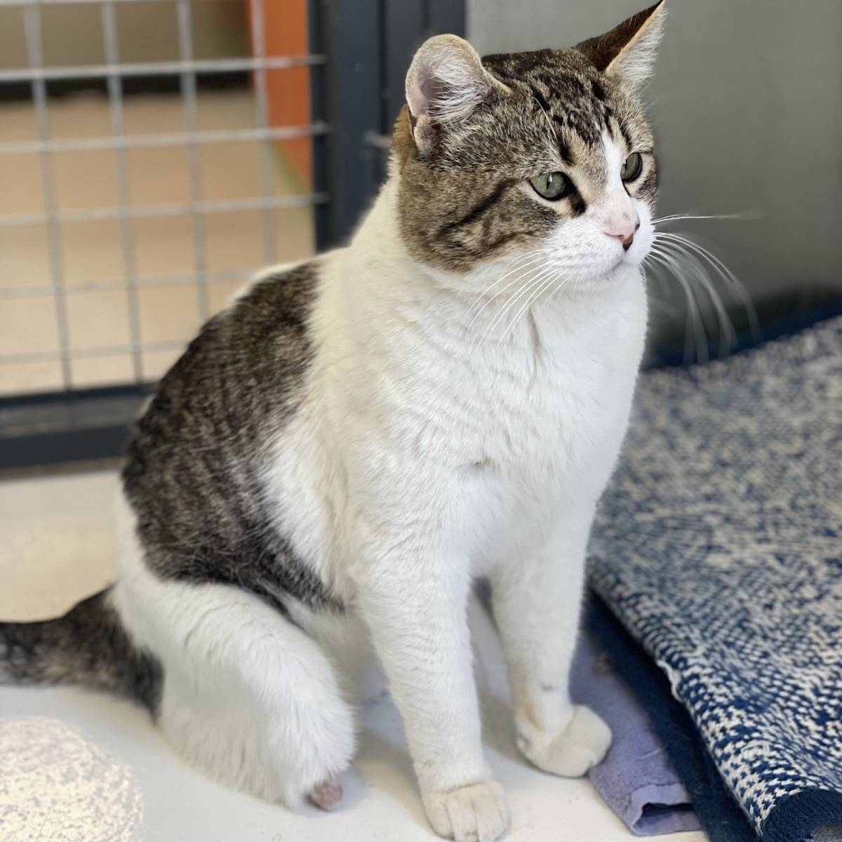 Beany - G30357 Beany - G30357