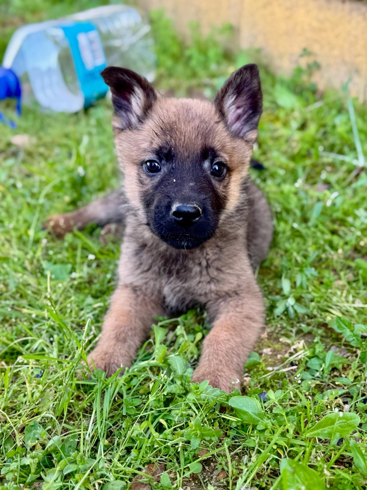 Triple A Marbella — Baby Max