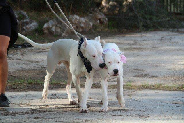 Alexa - 28951 Alexa - 28951