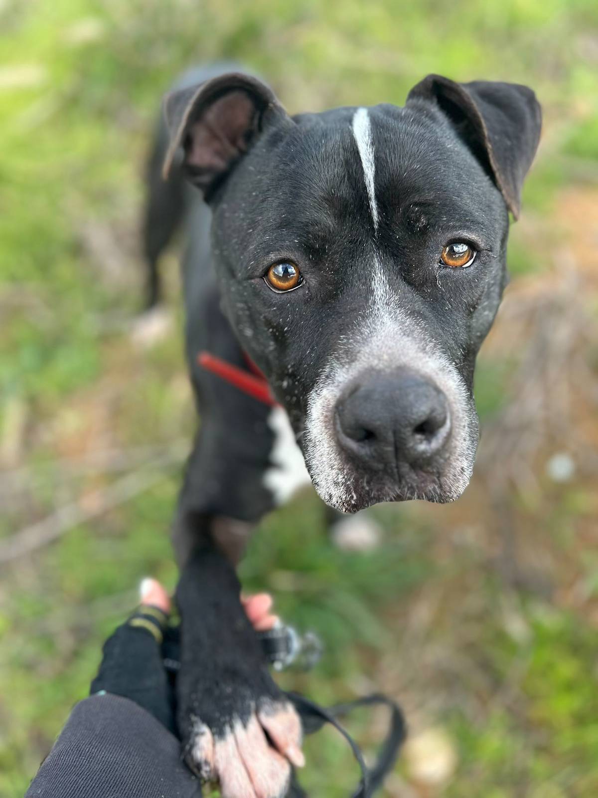 Narcos - 24650 Narcos - 24650