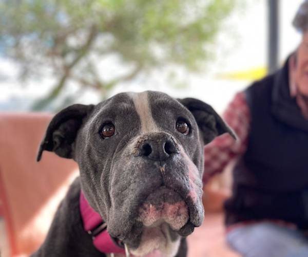 Nala Bully Nala Bully