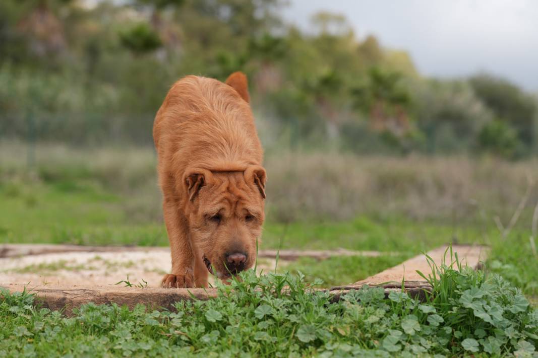 Gingie - 29028A Gingie - 29028A