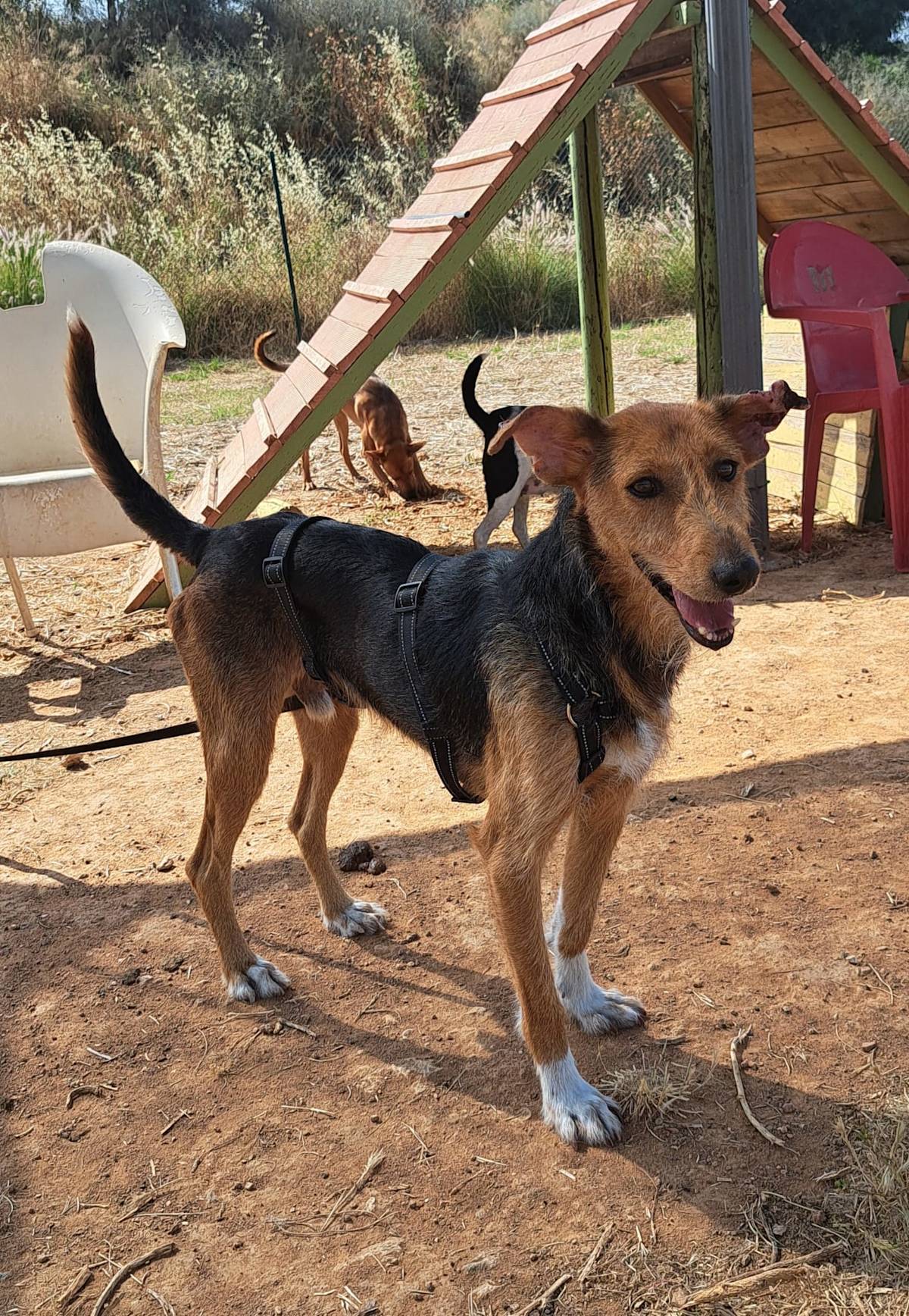 Fritzi - 31265 Fritzi - 31265