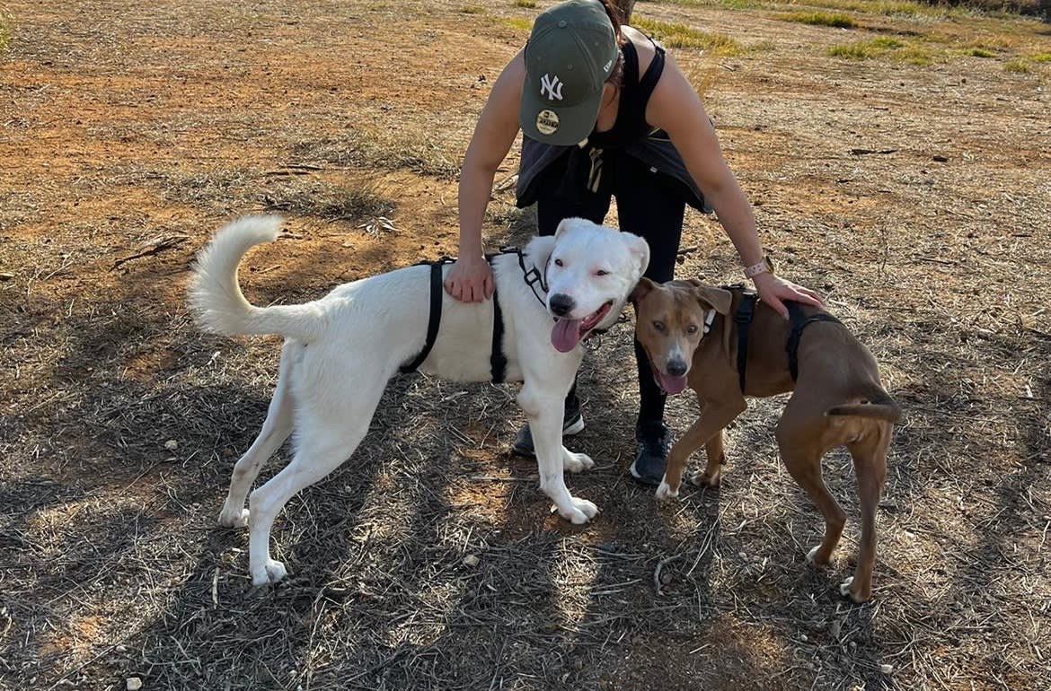 Wilson - 29753 Wilson - 29753