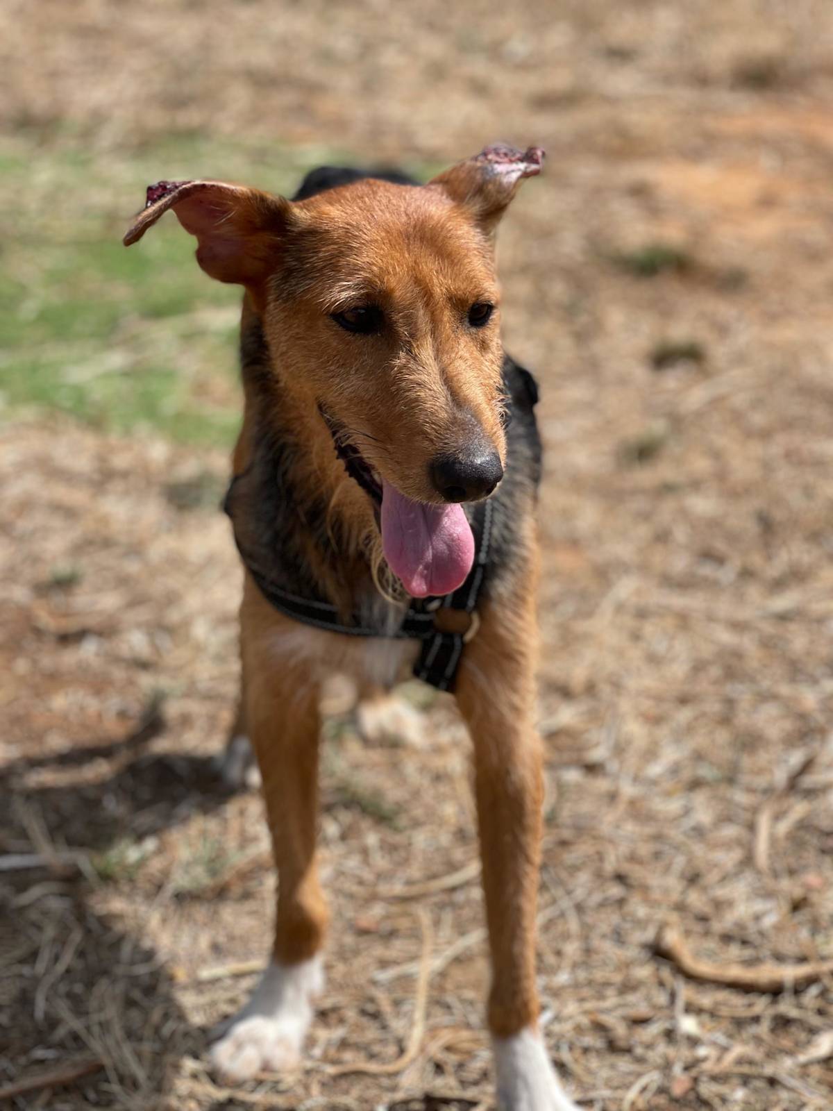 Fritzi - 31265 Fritzi - 31265