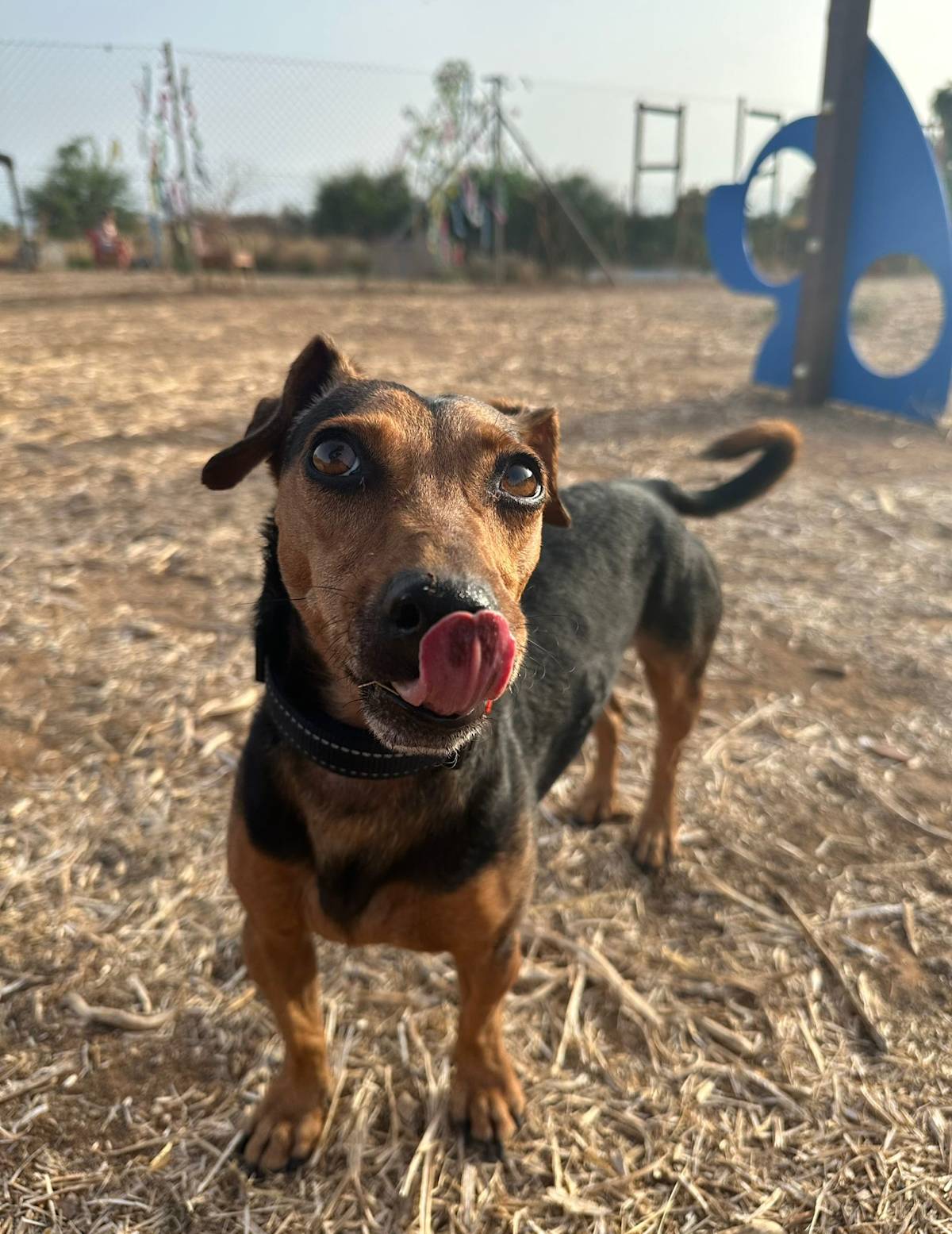 Peanut - 28731 Peanut - 28731