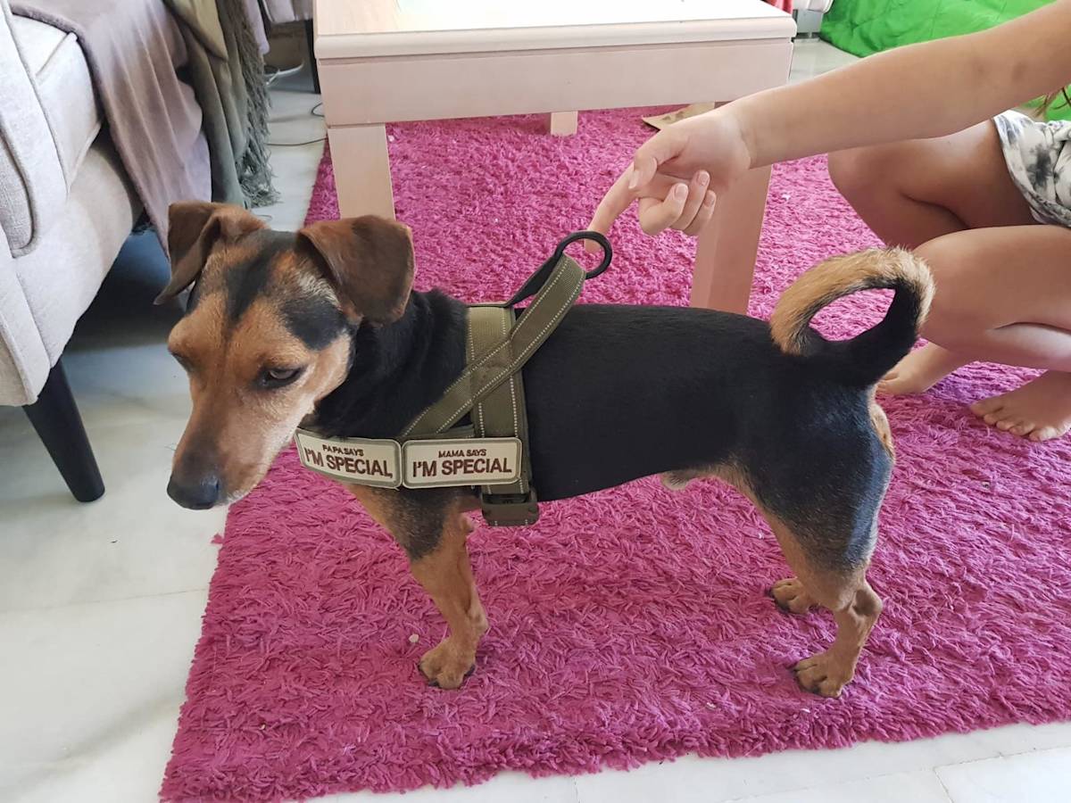 Peanut - 28731 Peanut - 28731