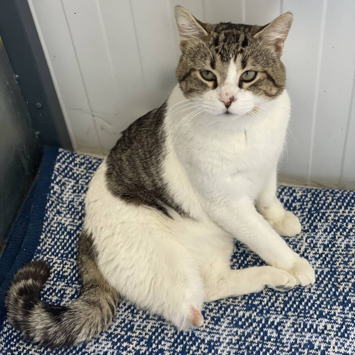 Beany - G30357 Beany - G30357