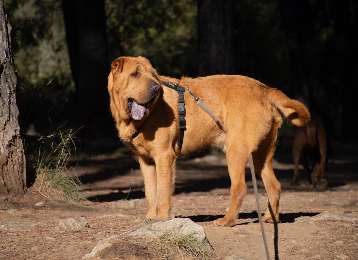 Gingie - 29028A Gingie - 29028A