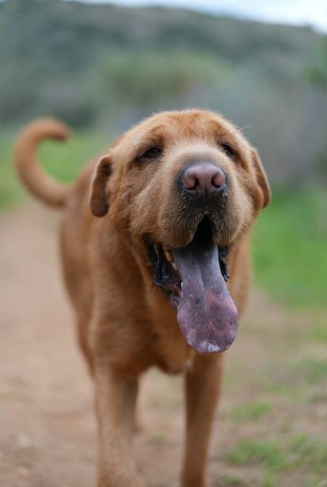 Gingie - 29028A Gingie - 29028A