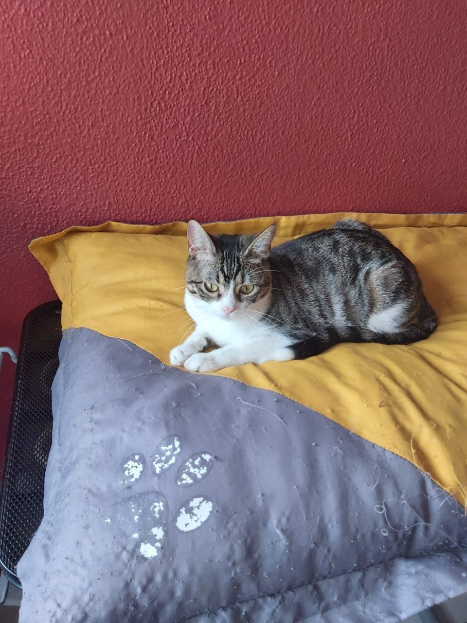 Sora - G1450 Sora - G1450