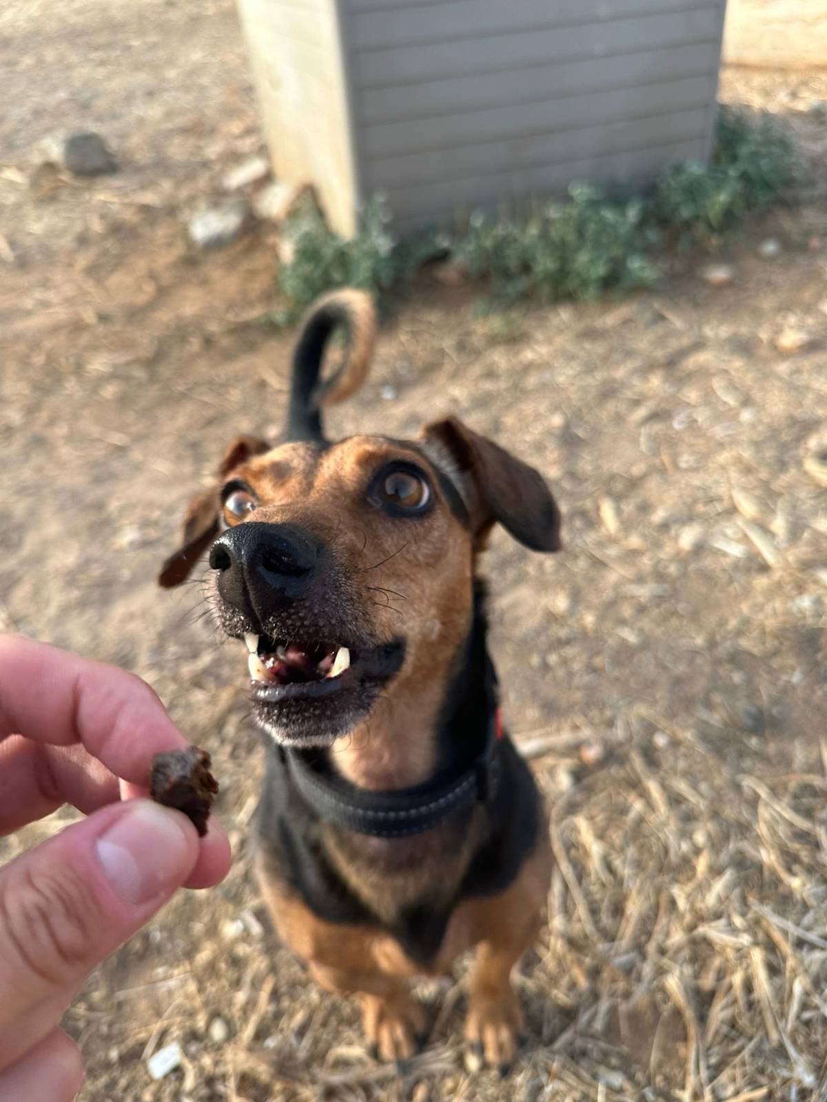 Peanut - 28731 Peanut - 28731