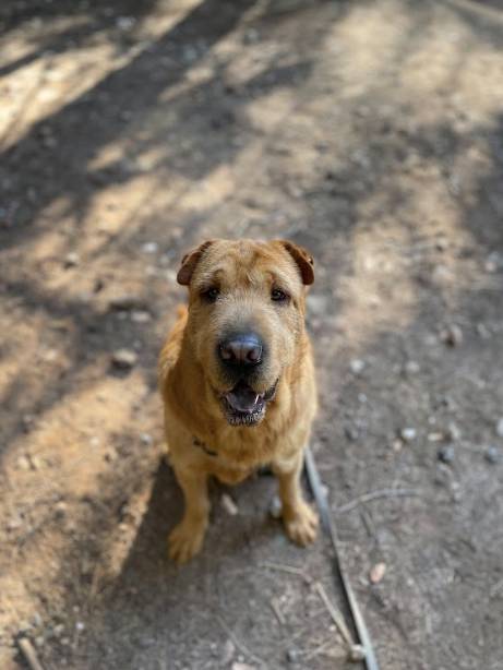 Gingie - 29028A Gingie - 29028A