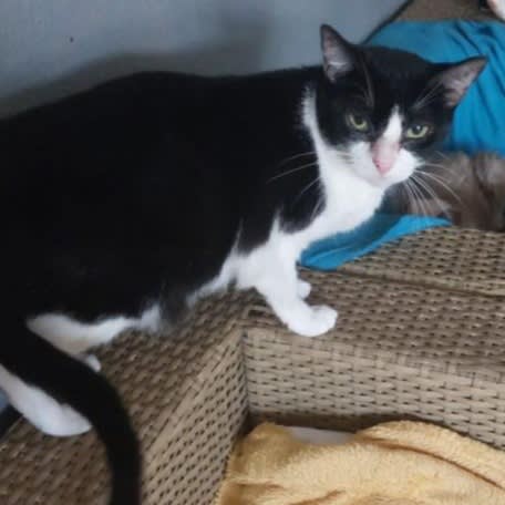 Olimpia - G1057 Olimpia - G1057